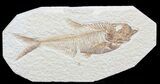 Nice, Diplomystus Fossil Fish - Wyoming #41053-1